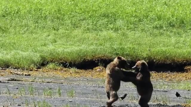 Nothing like a little afternoon wrestle!