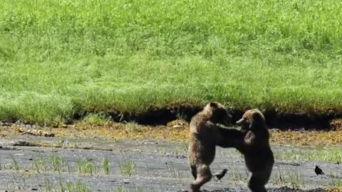 Nothing like a little afternoon wrestle!