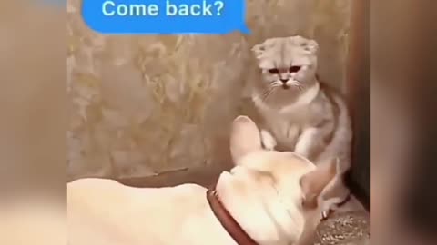 cat's emotional reaction when disturbed by dog