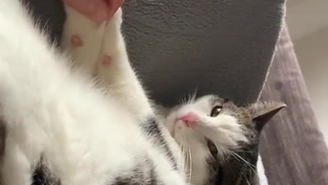 Cute cat | Don't touch me