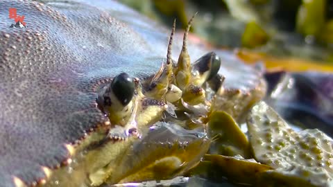Alex Crab