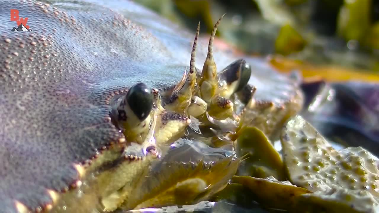 Alex Crab