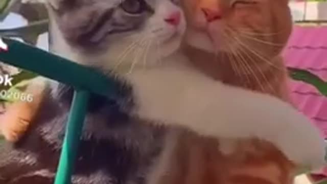 We just friend....??(ΦзΦ)