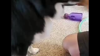Dog notices owner filming her, smiles for the camera