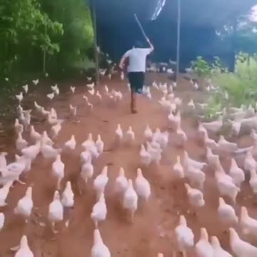Hundreds of Soldier Chickens gets ready to attack on his command!