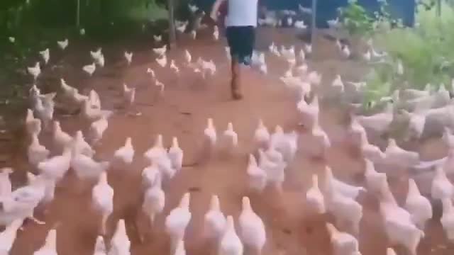 Hundreds of Soldier Chickens gets ready to attack on his command!