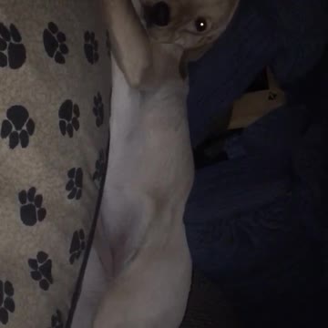 Cute Labrador loves to sleep tucked under a chair.