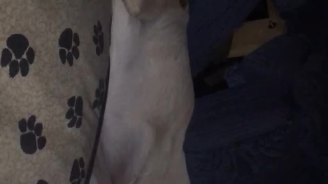 Cute Labrador loves to sleep tucked under a chair.