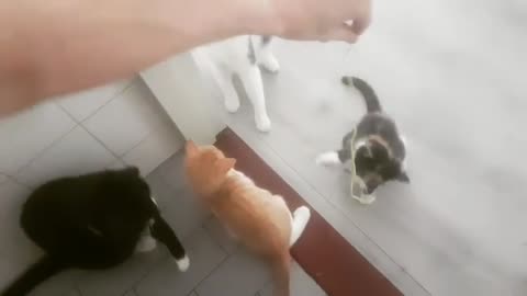 Group Of Cats Fighting Who Play First