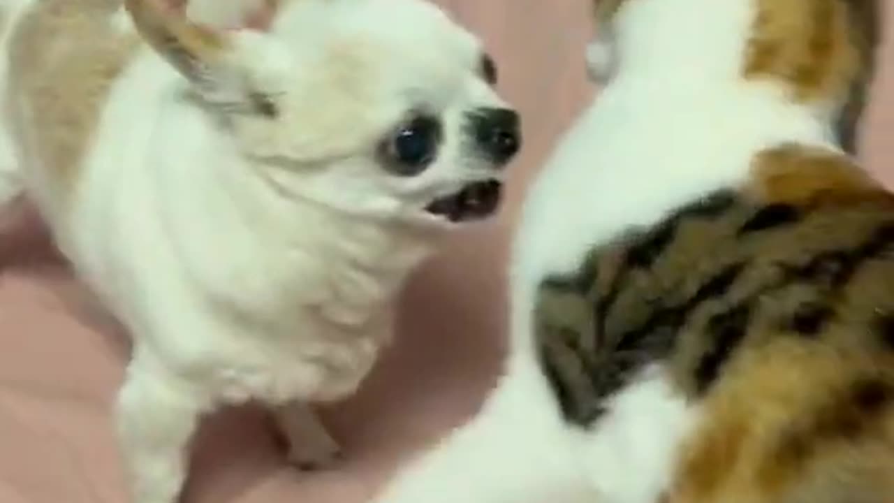 Cat vs.Dog #cat #dog #kitten #kitty #pet #funny #funnyvideos #fyp #foryou