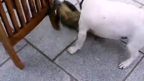 Cat and dog having fun