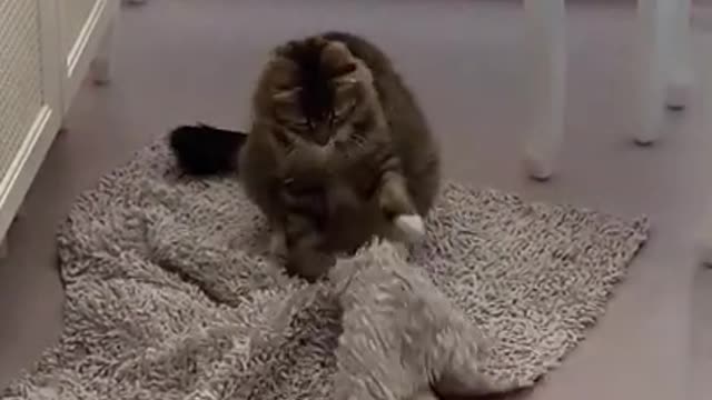 cats playing funny - so cute