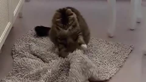 cats playing funny - so cute