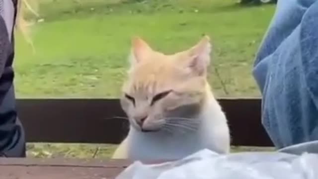 Guess what Cute cat thinking? ( cats & kittens)