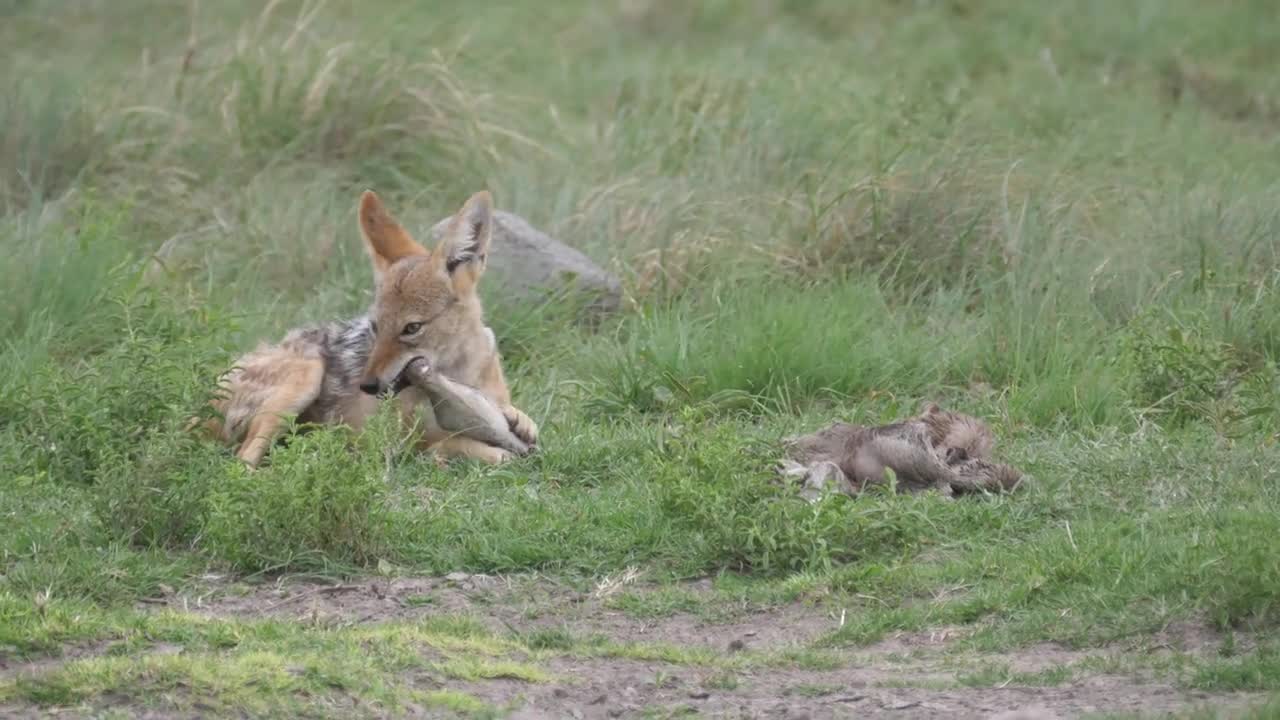 Black-backed jackal eating from a prey in Khama Rhino Sanctuary, Botswana