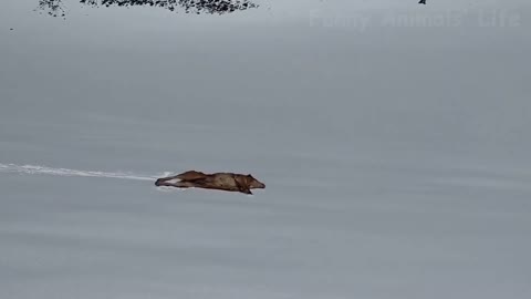 Dog Wants To Ski In The Winter Olympics