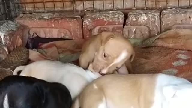 Pitbull puppy for sale __ Pitbull _ Pitbull dog _ 2021 _ short video