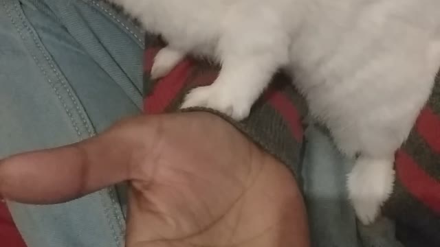 Cute bunny🥰🥰