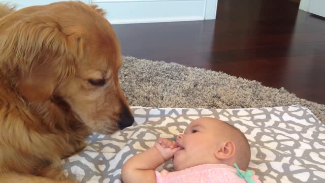 Baby talks to Golden Retriever dogs and cats