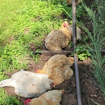 OMC! So much fun watching these girls relaxing and playing! Dirty dirt bath fun! #dirty #shorts #hen