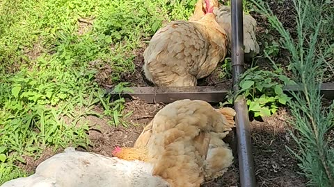 OMC! So much fun watching these girls relaxing and playing! Dirty dirt bath fun! #dirty #shorts #hen