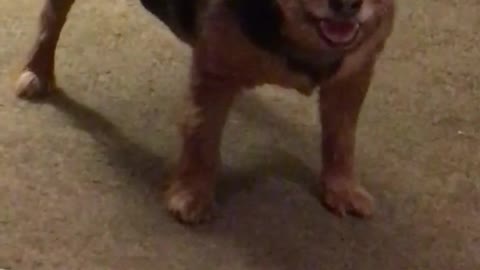 Brown dog standing on top of grey carpet barking at camera