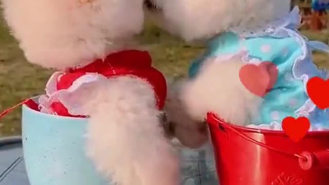 Two Cute and funny dog vedio compilation Pomeranian dog