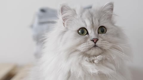 Wow'cuty cat