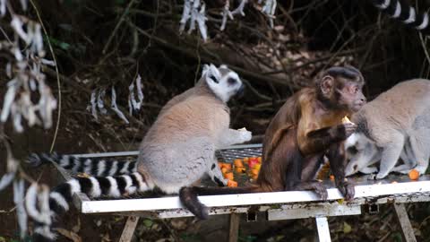 How to eat funny monkeys