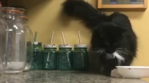 Smarty cat getting ready in the kitchen at home