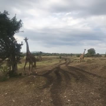 Wild Giraffes!