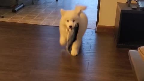 Samoyed Catches Fish