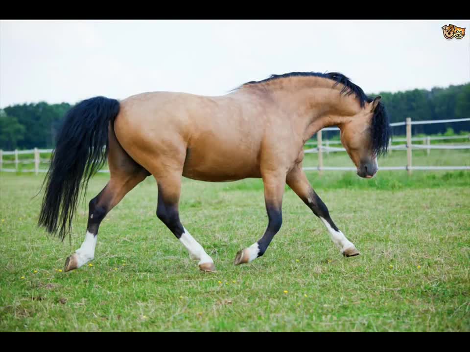 The Equine/Horses different sounds| 2