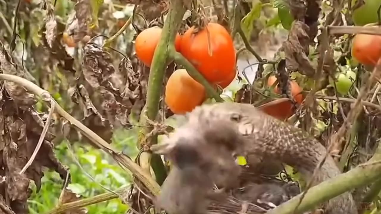 The tragic end of the King Cobra after eating all the Eagle eggs