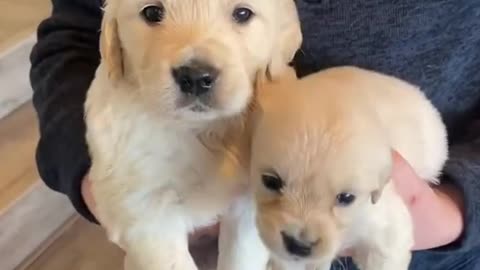 Tiny puppy vs big puppy