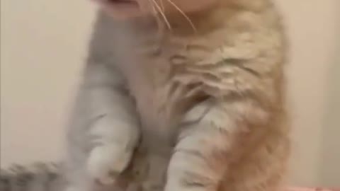 Cat Home Funny Cat