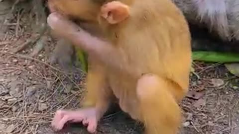 Lovely and Funny animals Lovely Monkeys Videos 2021