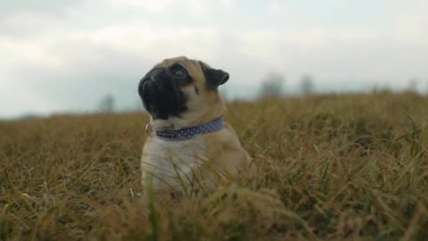 in the middle of the field taking a breath.