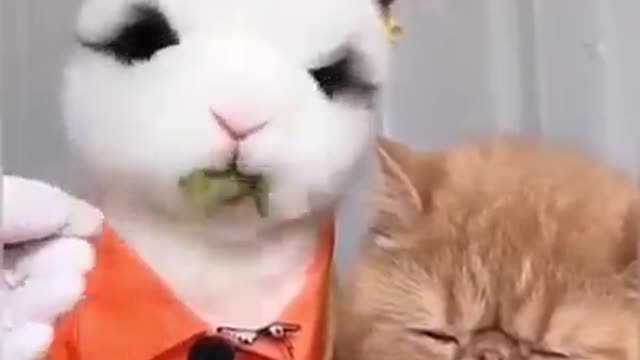 Funny Animals