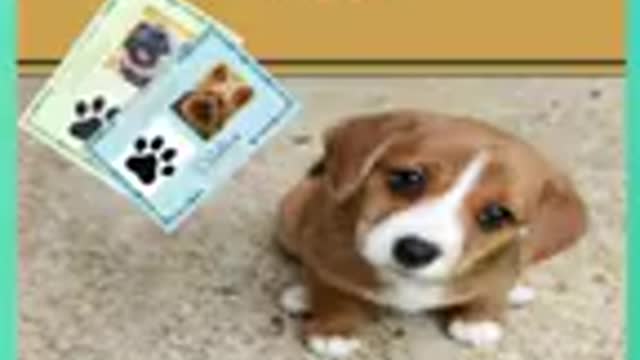 try not to laugh at these cute golden retrievers.