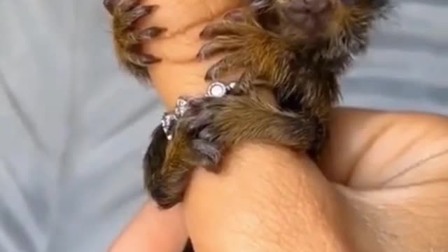 Finger monkey! 😍