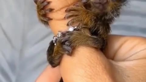 Finger monkey! 😍