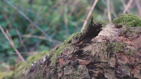 Relaxing Forest Ambience with Nature Sounds | ASMR & Stress Relief