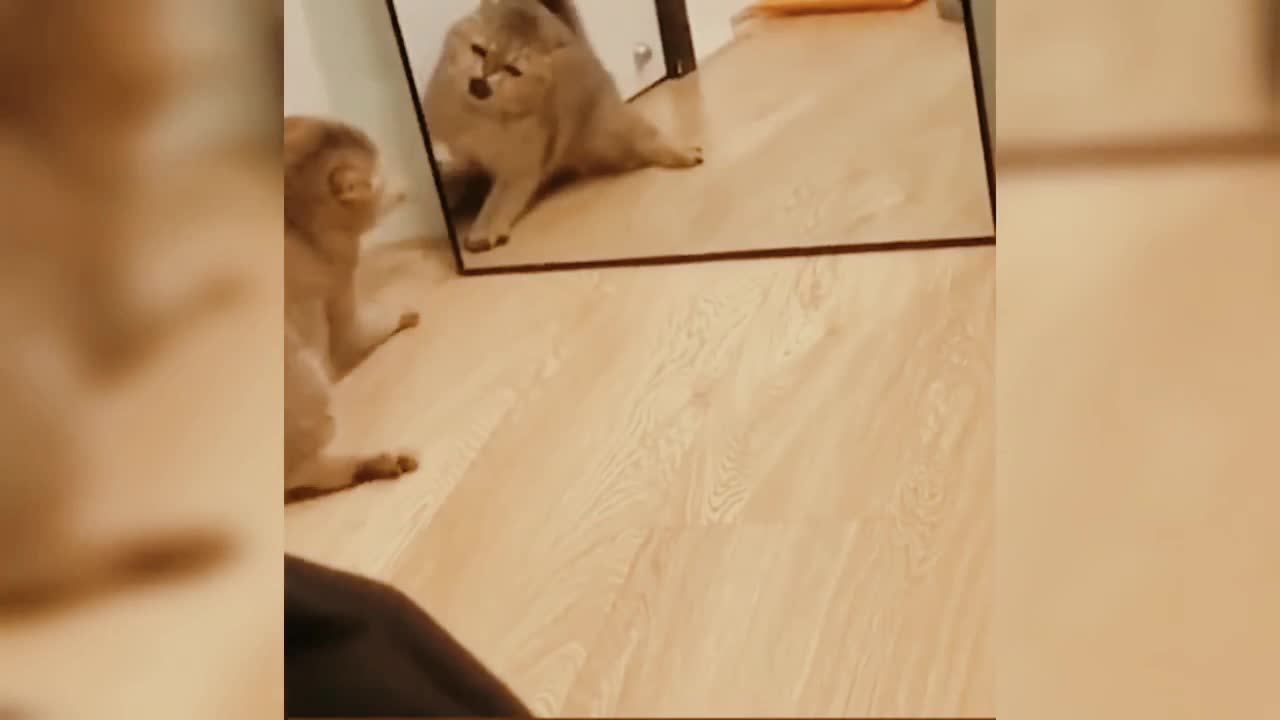 cat looks in the mirror and doesn't like what he sees