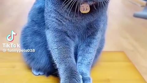 Funny cat ringing bell