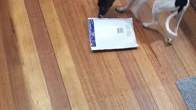 Dog Just got Her Best Gift by Mail