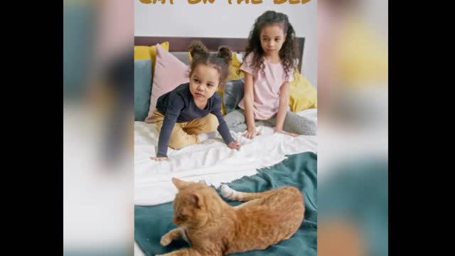 Kid's petting a cat on the bed | Cat friendship with the baby | #Cats #kids #petting #bed