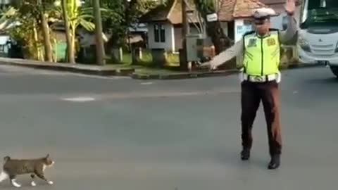 Parrot stealing coconuts,Parrot coconut water,