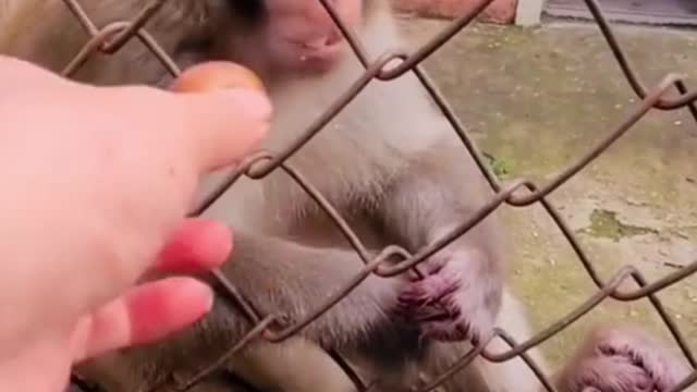 funny monkey |#rumble |#pets #monkey