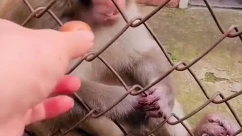 funny monkey |#rumble |#pets #monkey